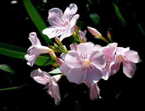 Dwarf Oleander - Image 2