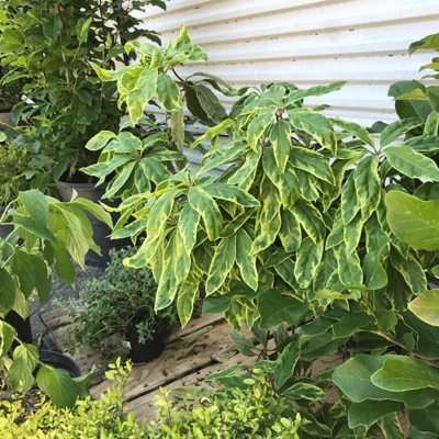 Variegated Caricature Plant