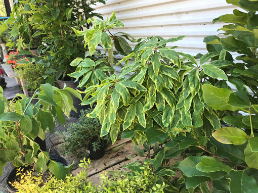 Variegated Caricature Plant