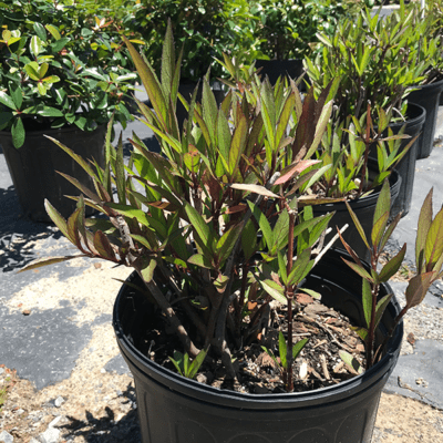 Dwarf Oleander