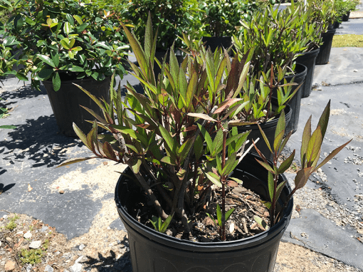 Dwarf Oleander