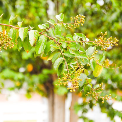 Crepe Myrtle