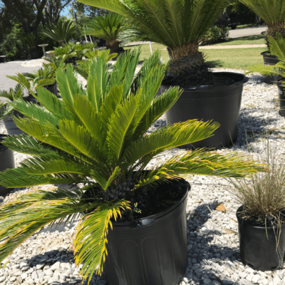Sago Palm