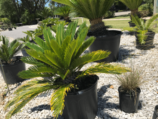 Sago Palm