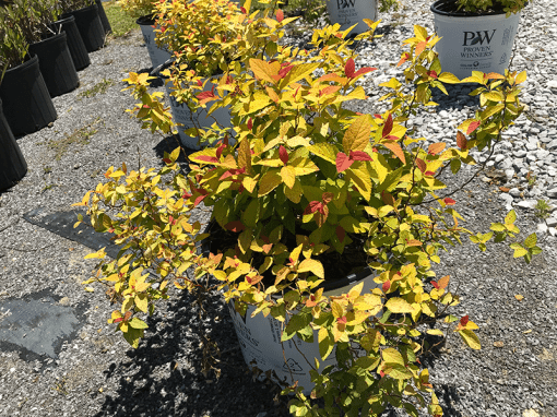 Spiraea Japonica