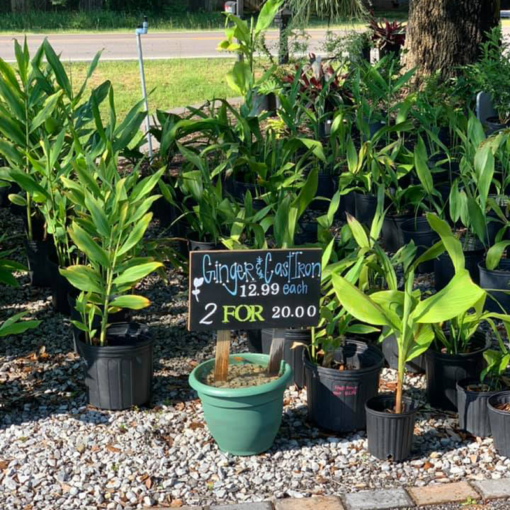 Ginger Plant