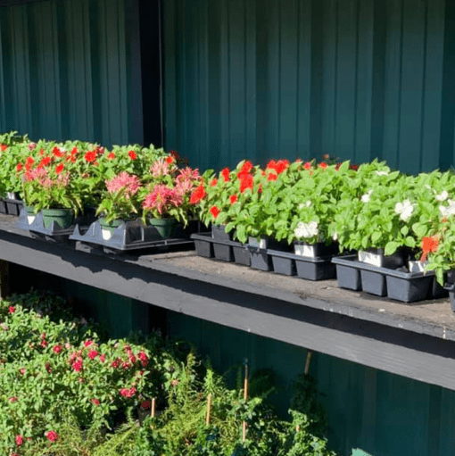 Impatiens