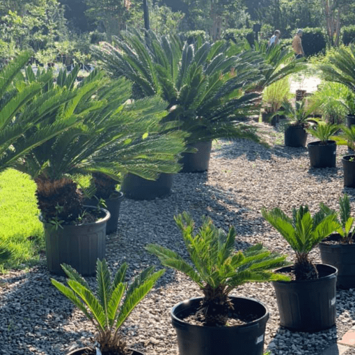 Sago Palm