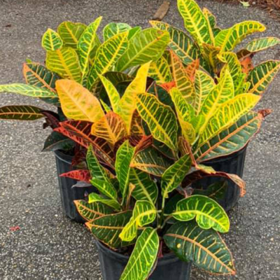 Variegated Croton