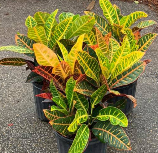 Variegated Croton