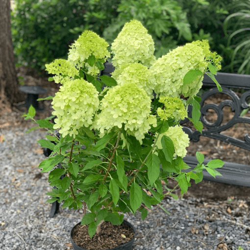 Hydrangea