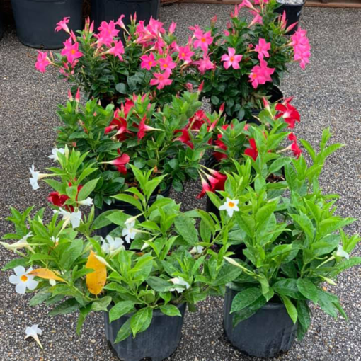 Mirabilis jalapa