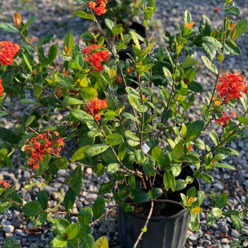 Scarlet Jungleflame