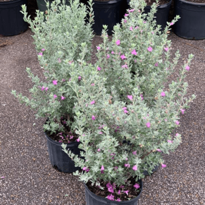 Texas Barometer Bush